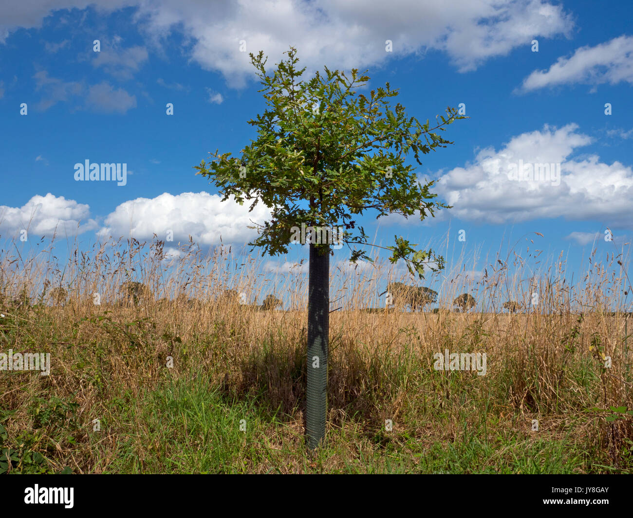 Newly planted oak tree on arable headland with older oaks in background Southrepps Norfolk UK Stock Photo