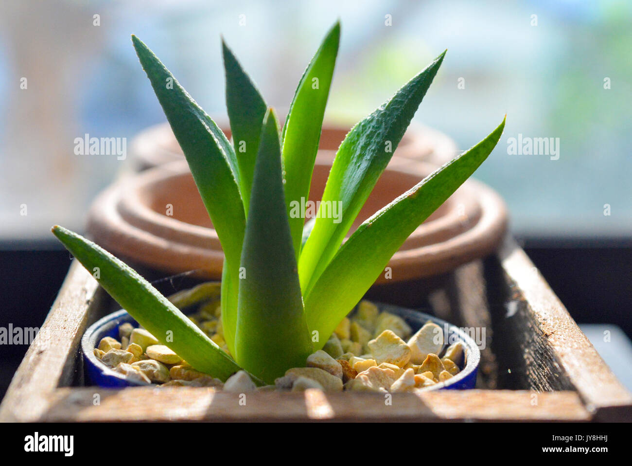 Little sansevieria trifasciata in wooden box with plates background Stock Photo