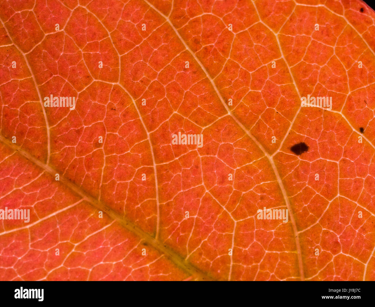London, UK. Abstract detail of autumnal leaf. Stock Photo