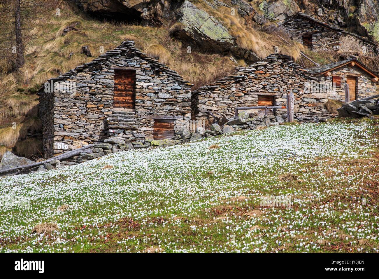 Blooming flowers and huts of Alpe dell' Oro. Alpe dell' Oro, Chiareggio, Valmalenco, Valtellima, Italy. Stock Photo