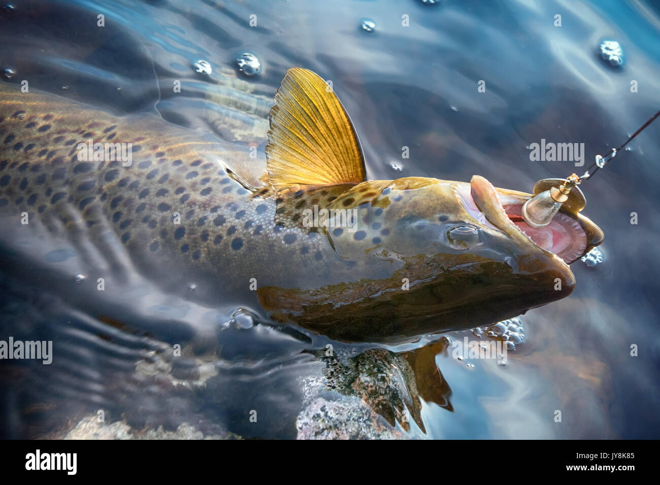 Spinning fishing (lure fishing) trout in lakes of Scandinavia. Brook trout (steelhead rainbow trout, char, bull-trout, cutthroat, lax, Salmo trutta tr Stock Photo