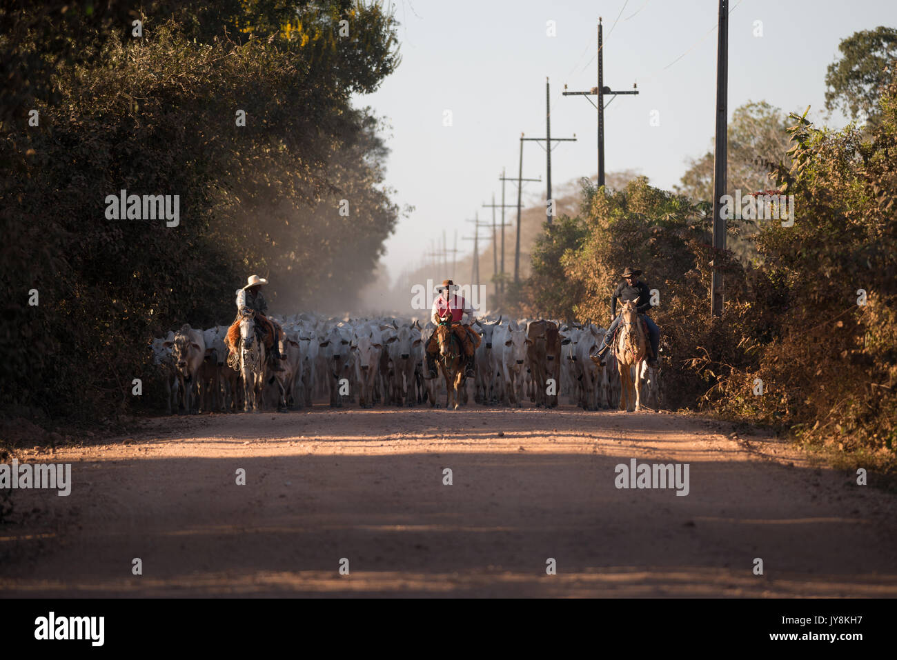 Boiada hi-res stock photography and images - Alamy