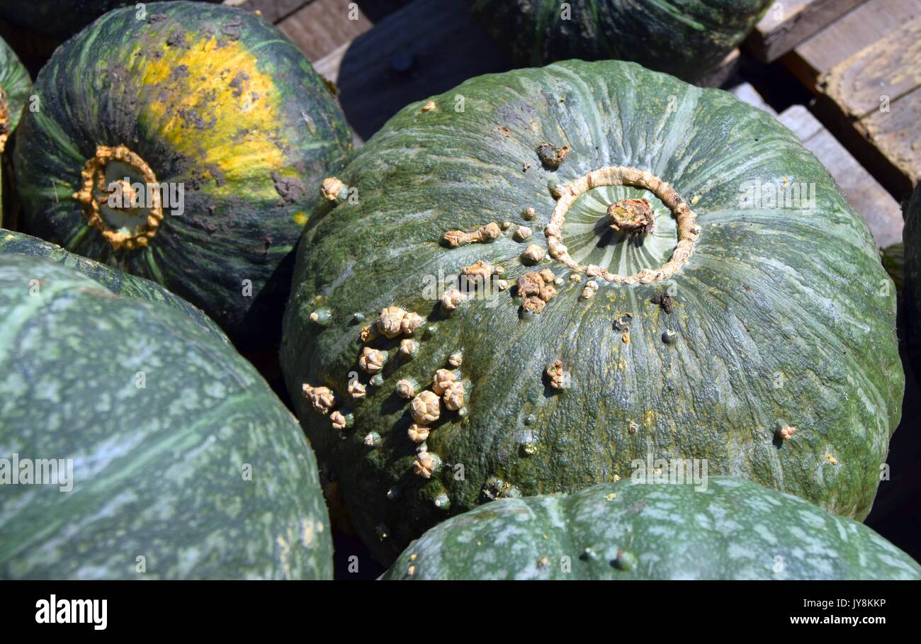 pumpkin with different colours, Cucurbita, microwave-pumpkins, red and green hokkaido squash, halloween pumkins, Stock Photo