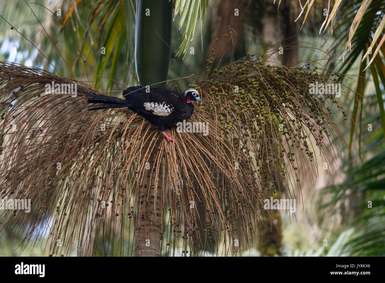 Black-fronted Piping Guan eating on Palmito tree Stock Photo
