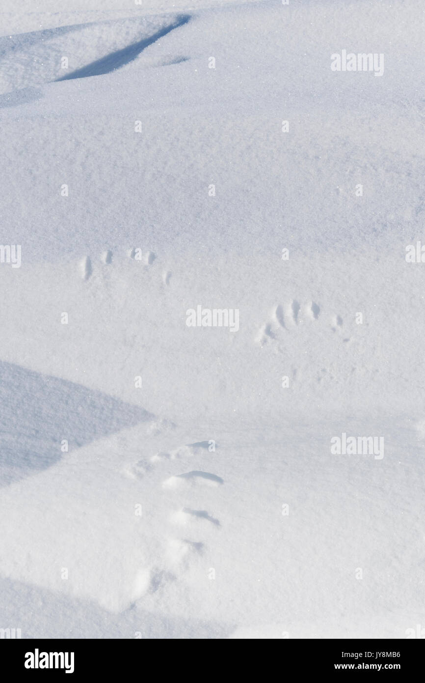 Polar bear tracks in snow hires stock photography and images Alamy