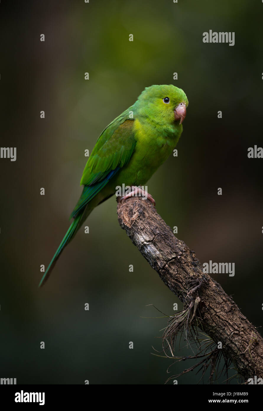 Plain Parakeet Stock Photo