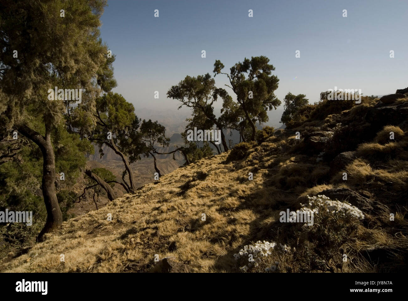 Simien Mountains National Park, Ethiopia, 3260m 10,700ft high, escarpment edge near Buyit Ras Stock Photo