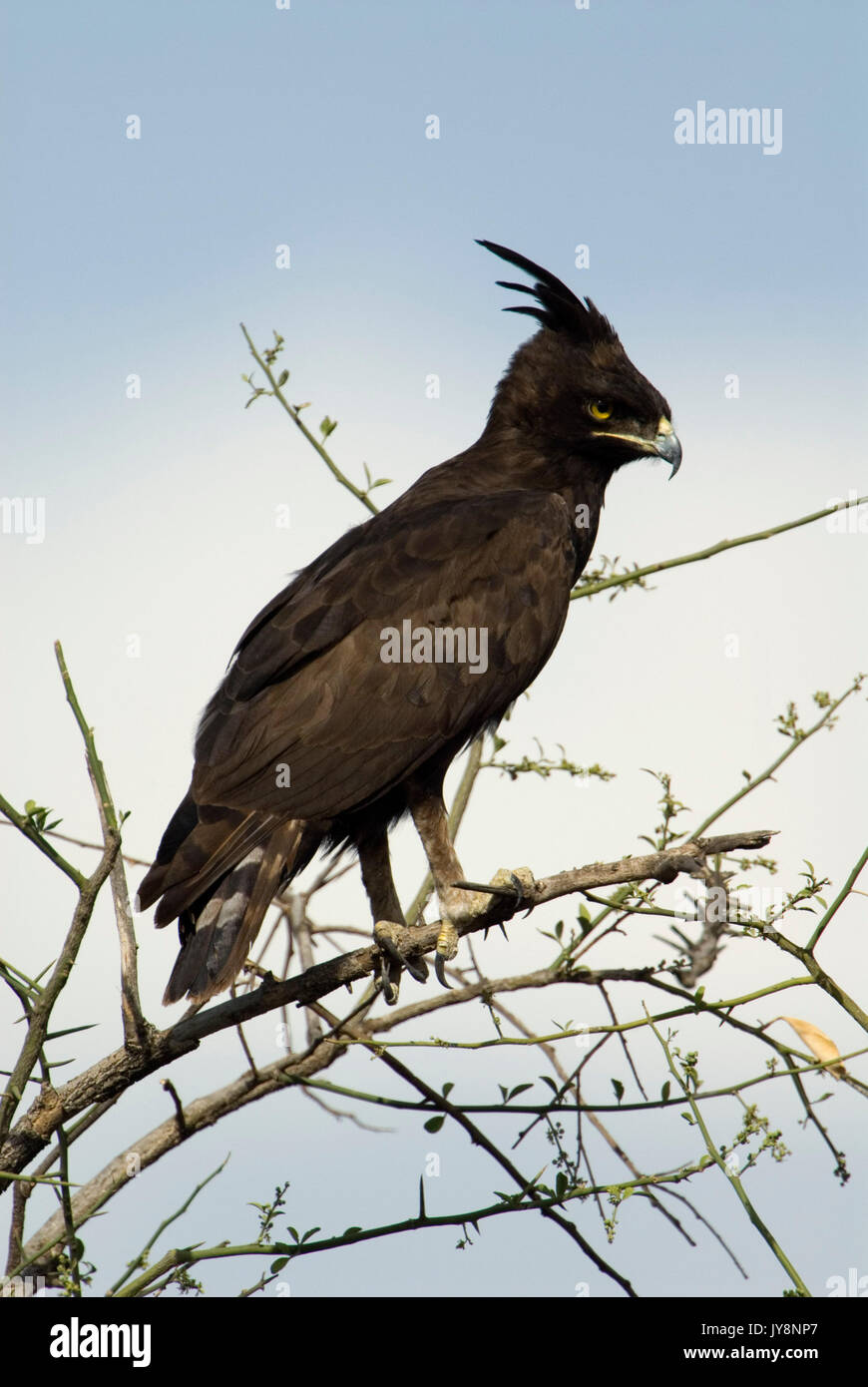 Long-crested Eagle, Lophaetus occipitalis, Lake Awasa, Ethiopia, perched high in tree Stock Photo