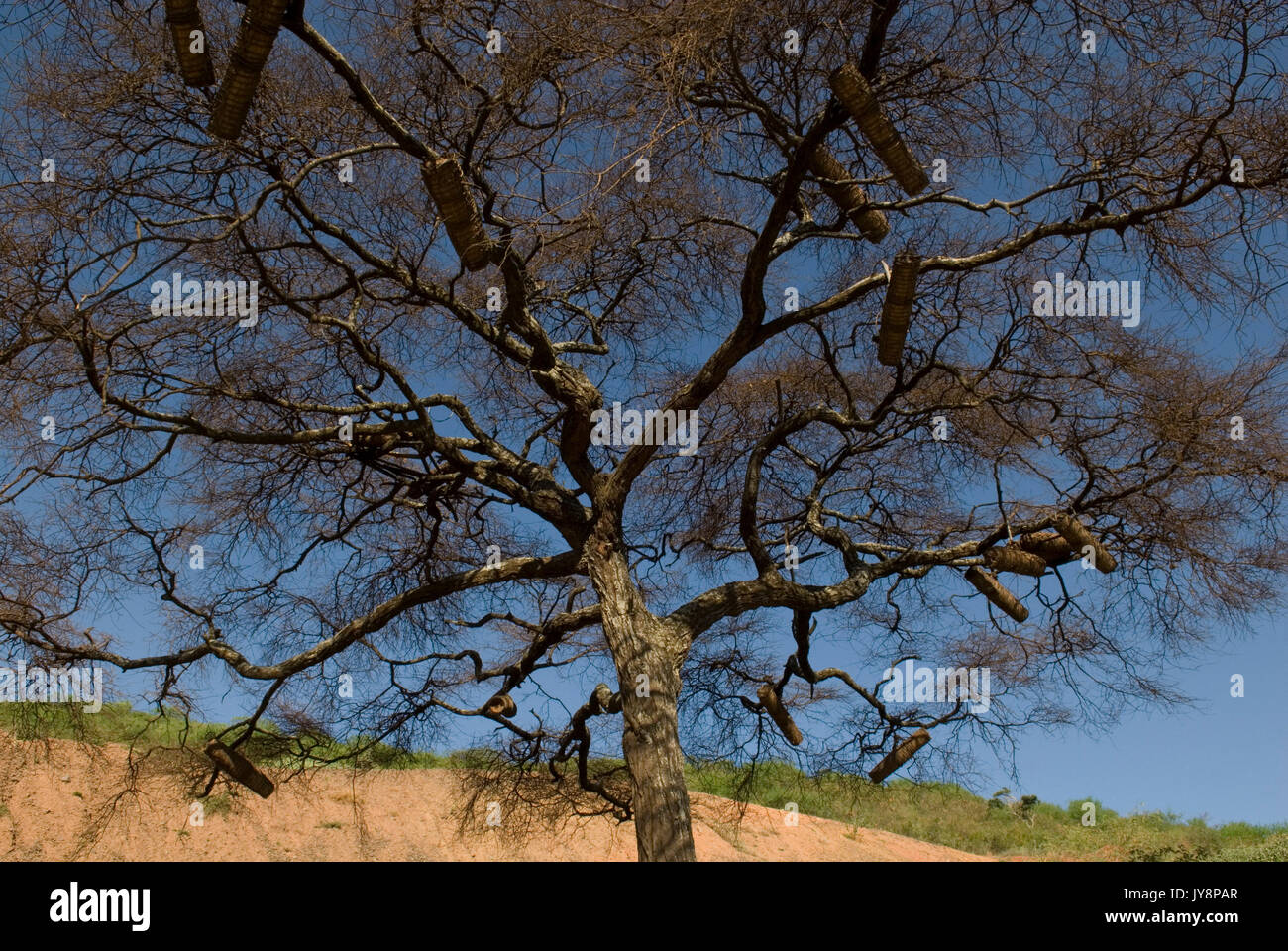 Bee Hives for honey bees in the branches of a tree, Omo Valley, Ethiopia, Apis, Insecta, Hymenoptera, Apidae, insects, arthropod, native, hive, beehiv Stock Photo