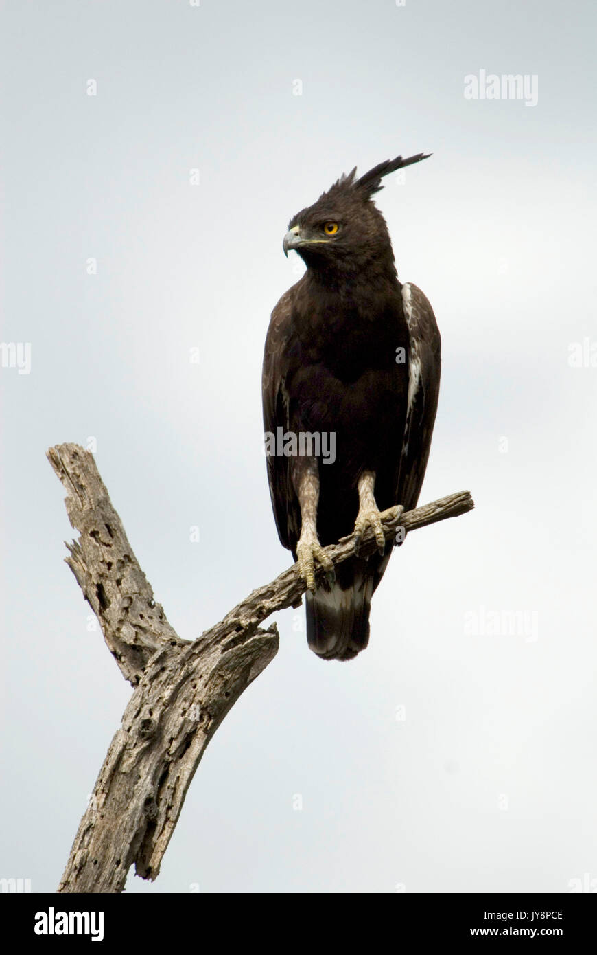 Long-crested Eagle, Lophaetus occipitalis, Ethiopia, perched high in tree Stock Photo