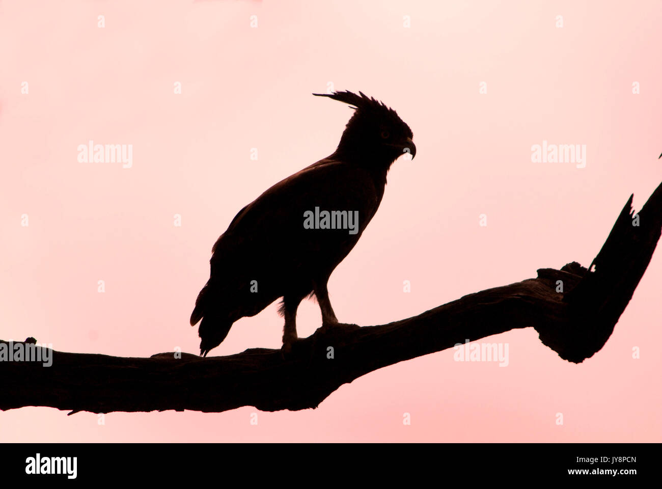 Long-crested Eagle, Lophaetus occipitalis, Ethiopia, perched high in tree, silhouette, sunset Stock Photo