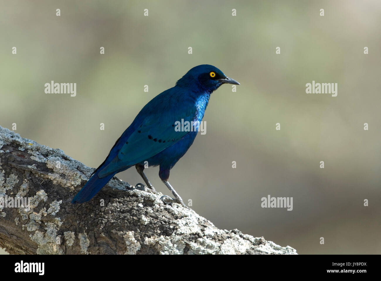 Lesser Blue Eared Starling, Lamprotornis chalybaeus, Lake Langano
