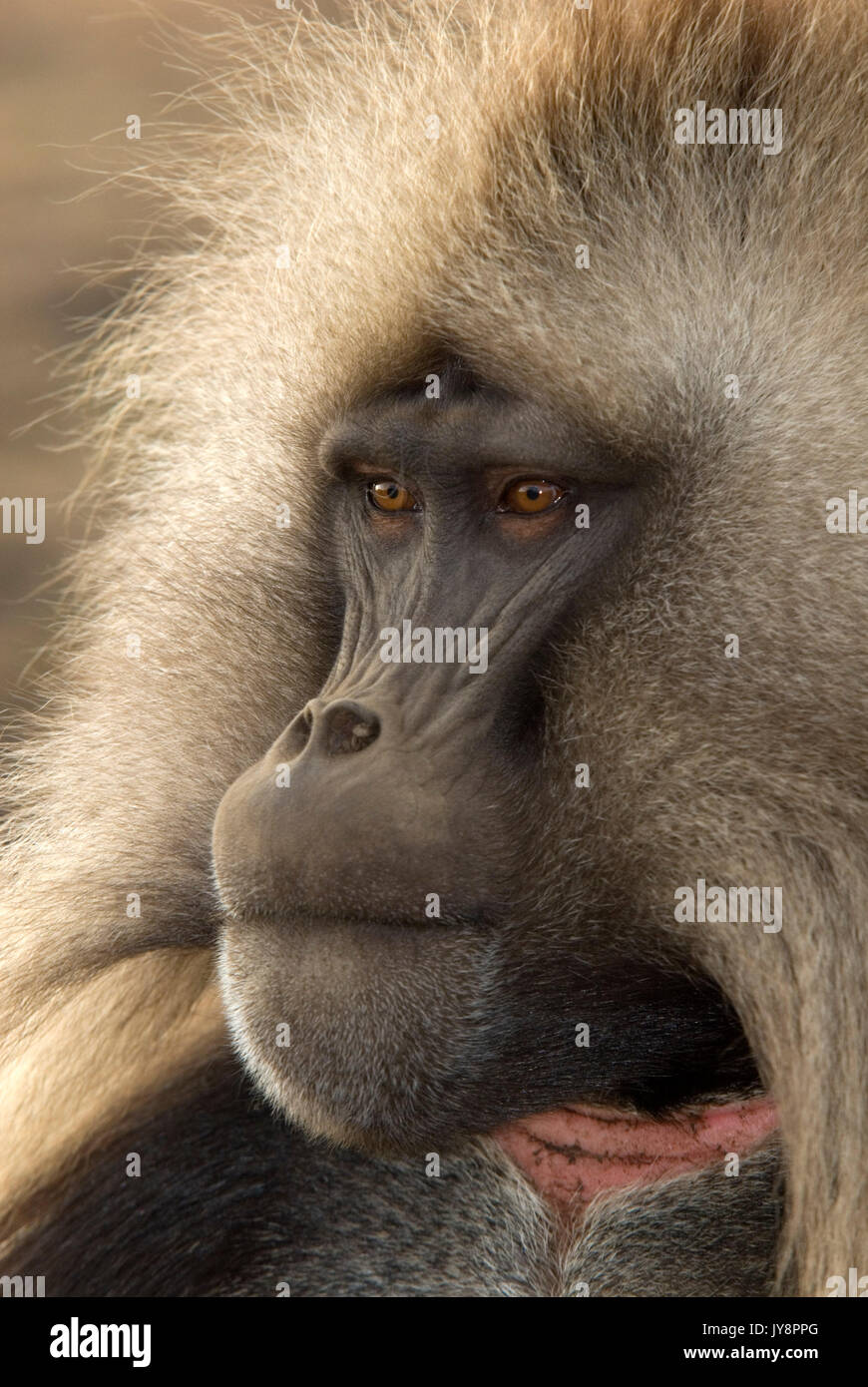 Gelada Baboon, Theropithecus gelada, Simien Mountains National Park,  Ethiopia, male face, portrait, red chest, vunerable, endangered Stock Photo  - Alamy
