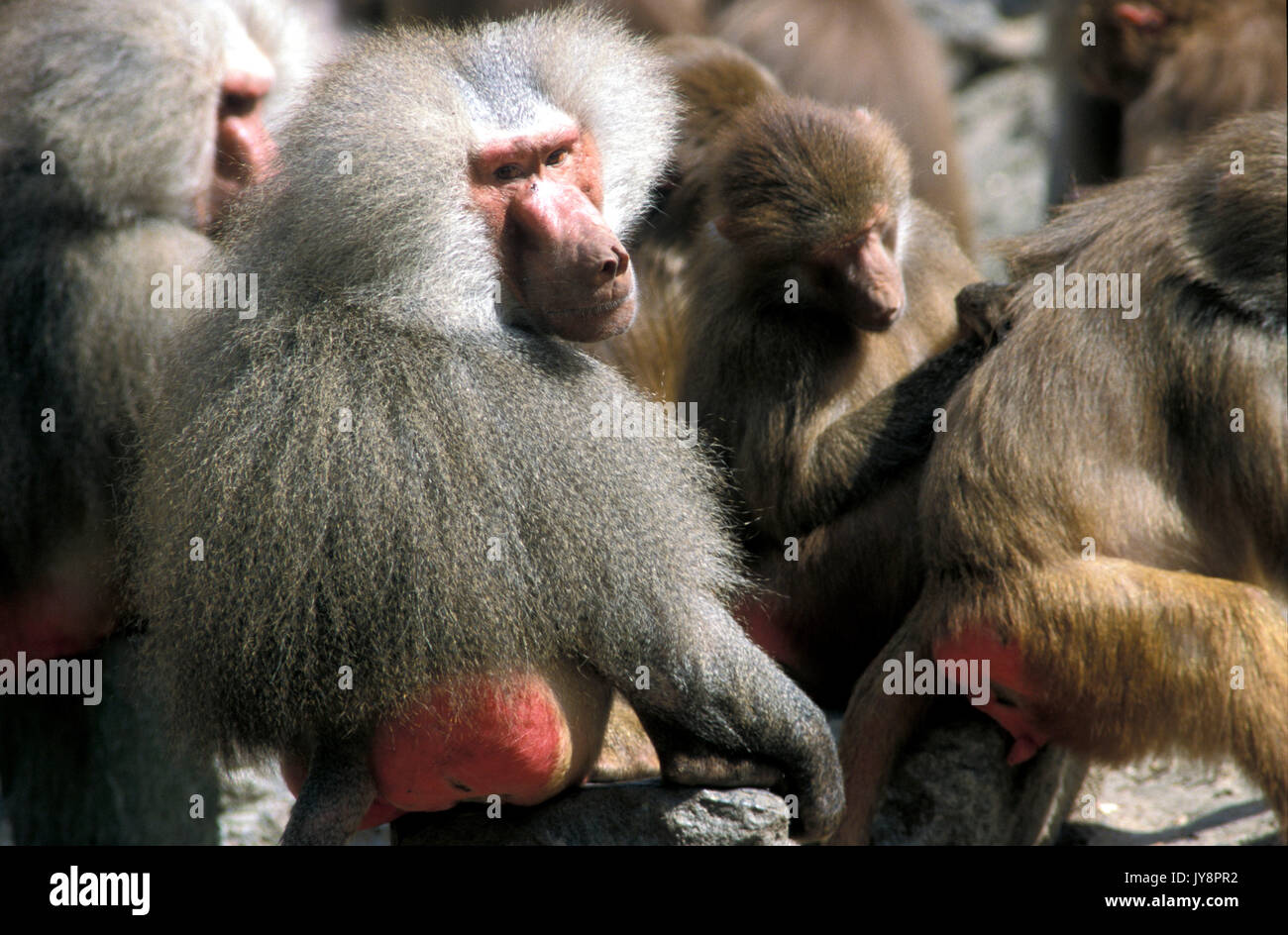 Hamadryas Baboon, Papio cyncocephalus hamadryas, captive, group of females and males, Ethiopia and Somalia Stock Photo
