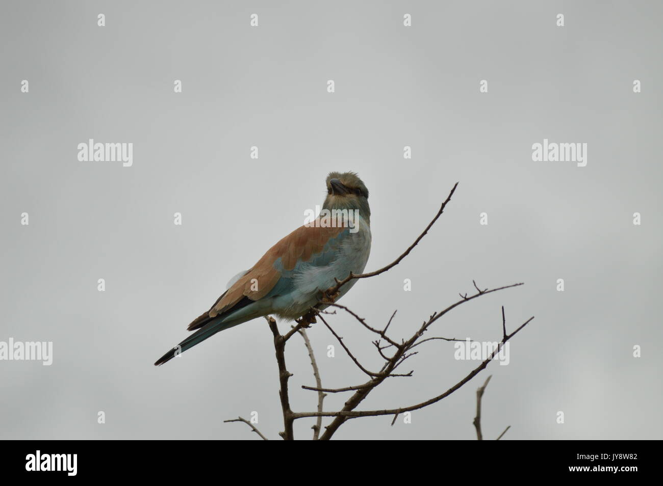 European Roller Stock Photo