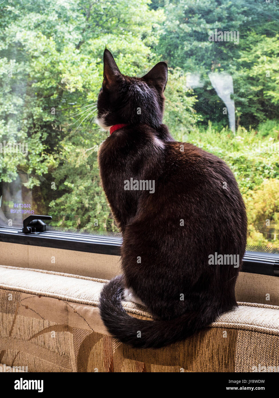 A black cat sits by a caravan window and gazes at the scene outside. Stock Photo
