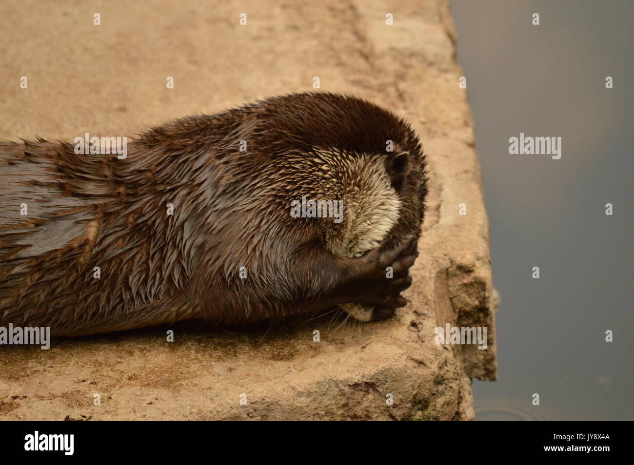 Cape Clawless Otter Stock Photo - Alamy