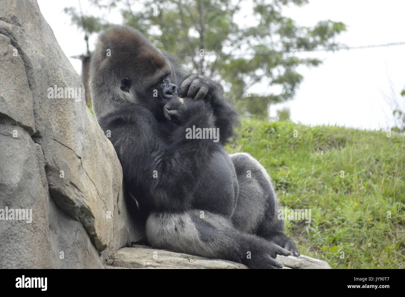 Adult male silverback gorilla hi-res stock photography and images - Alamy