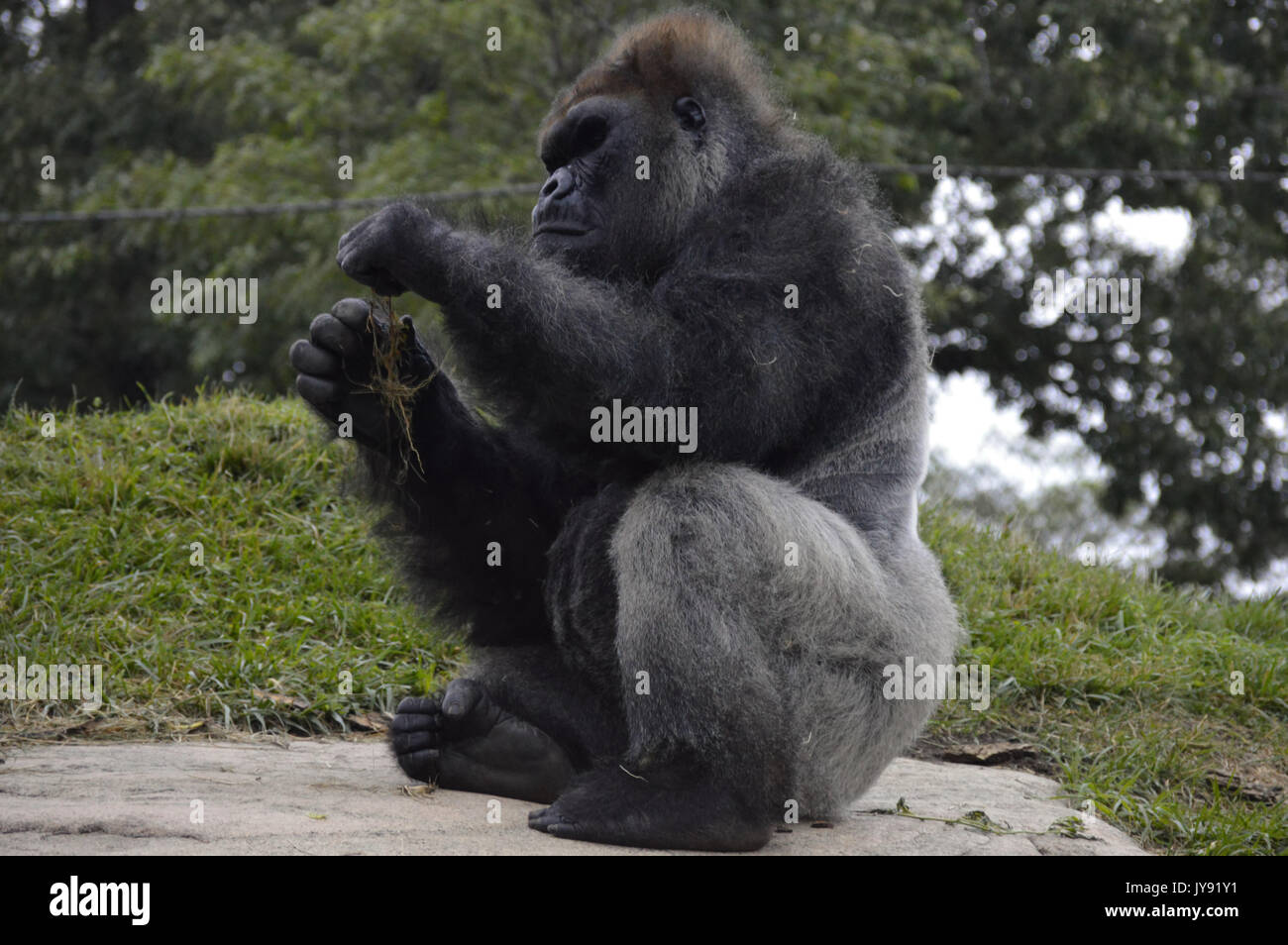 Adult male silverback gorilla hi-res stock photography and images - Alamy