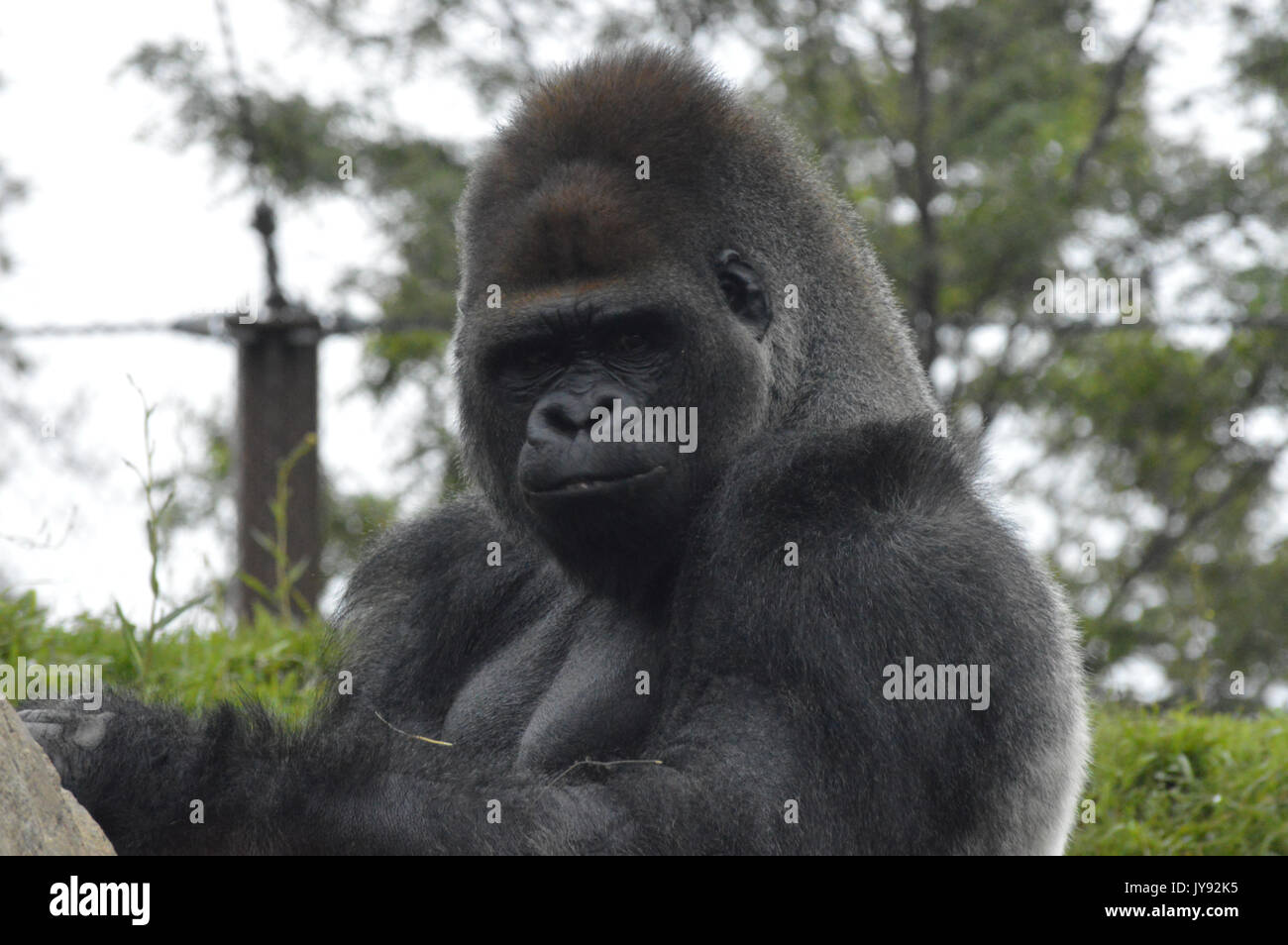 Adult male silverback gorilla hi-res stock photography and images - Alamy