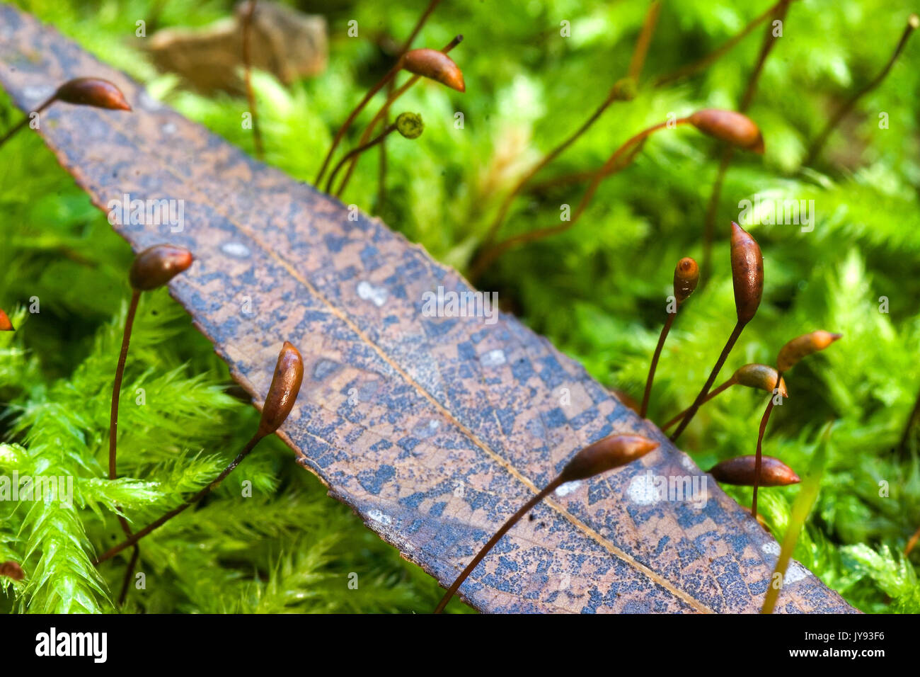 Moss with reproductive sporophytes (the tall, stalk-like forms) Stock Photo