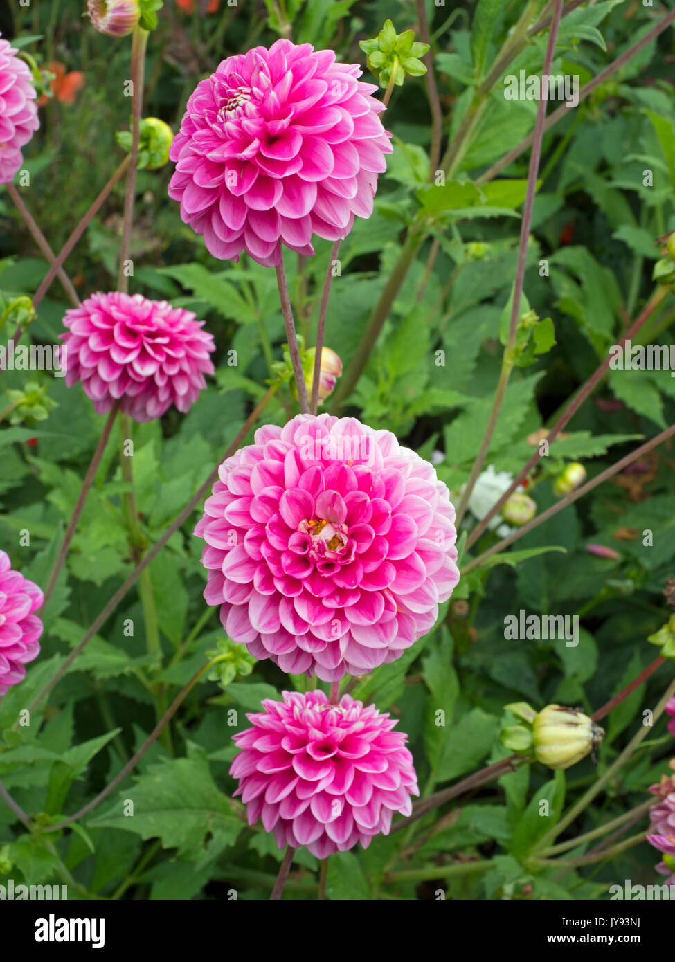 Dahlia Peter - Ball Dahlia flowering in summer border Stock Photo