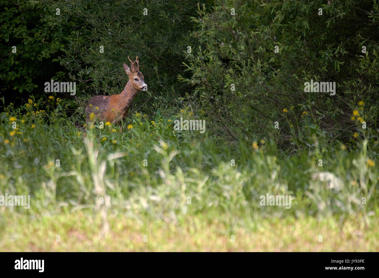 The roe deer on the forest edge Stock Photo - Alamy
