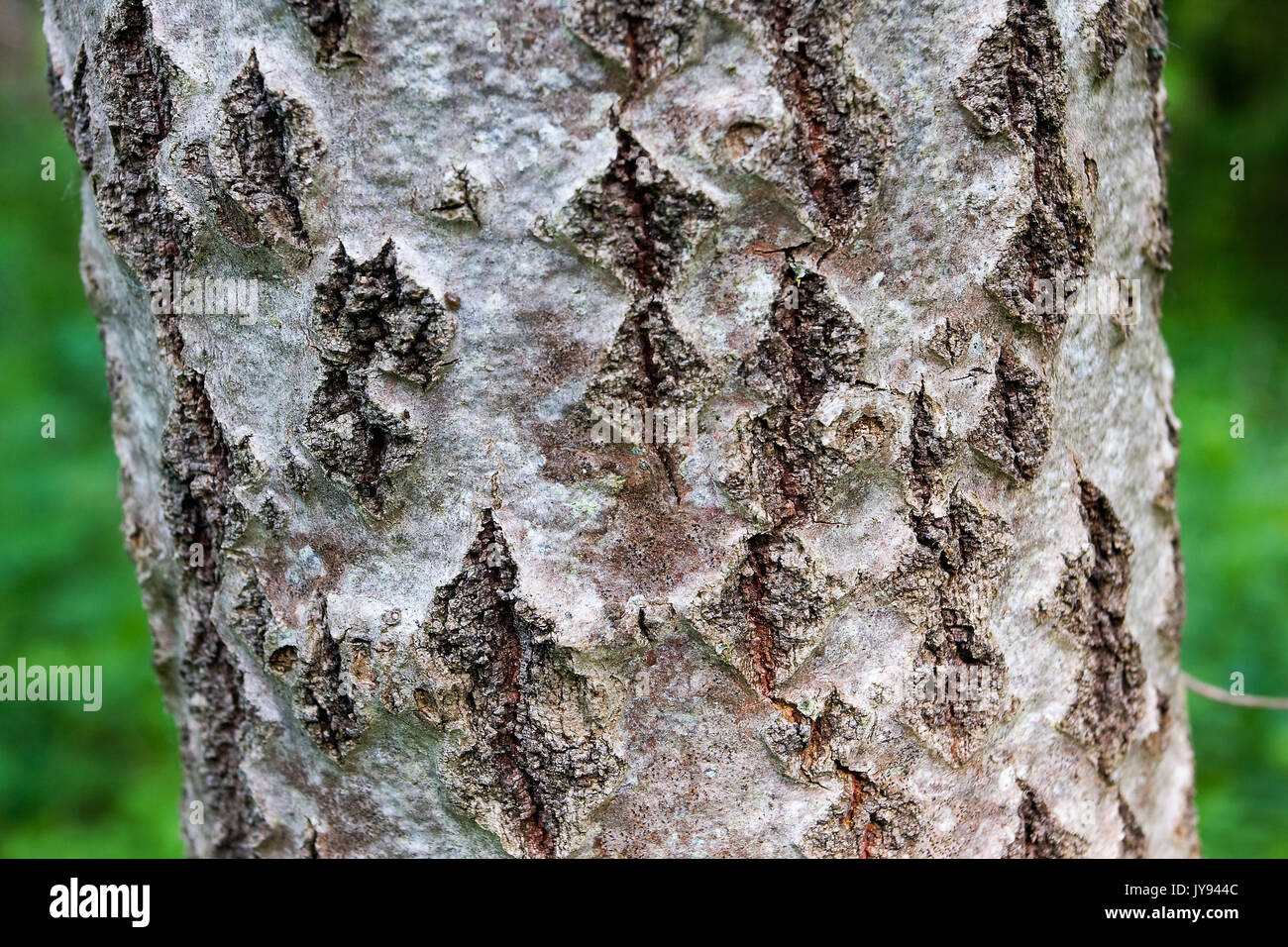 The bark  with the lenticels of the poplar tree Stock Photo