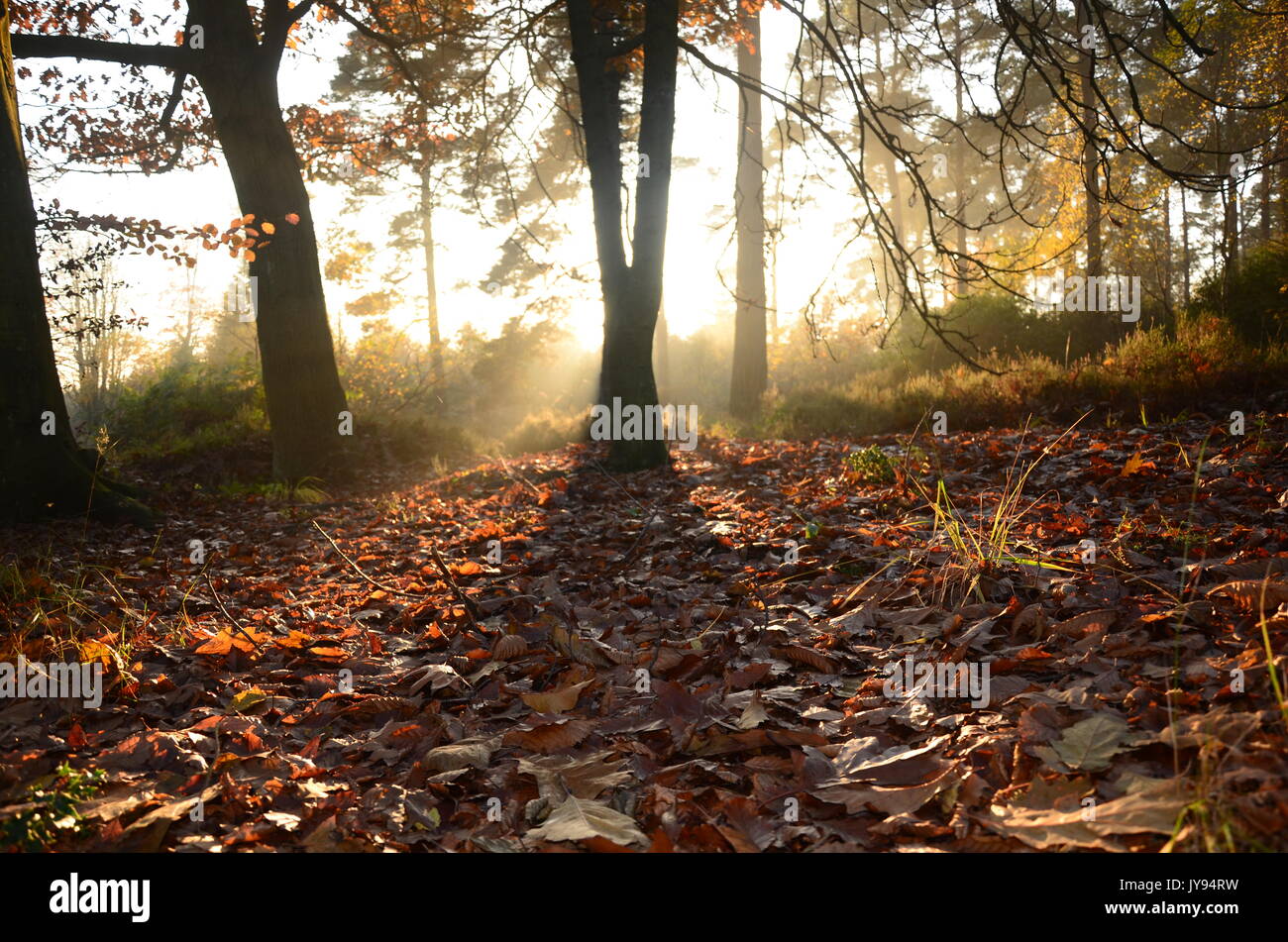 Dalby forest national park, north yorkshire timber production Stock ...