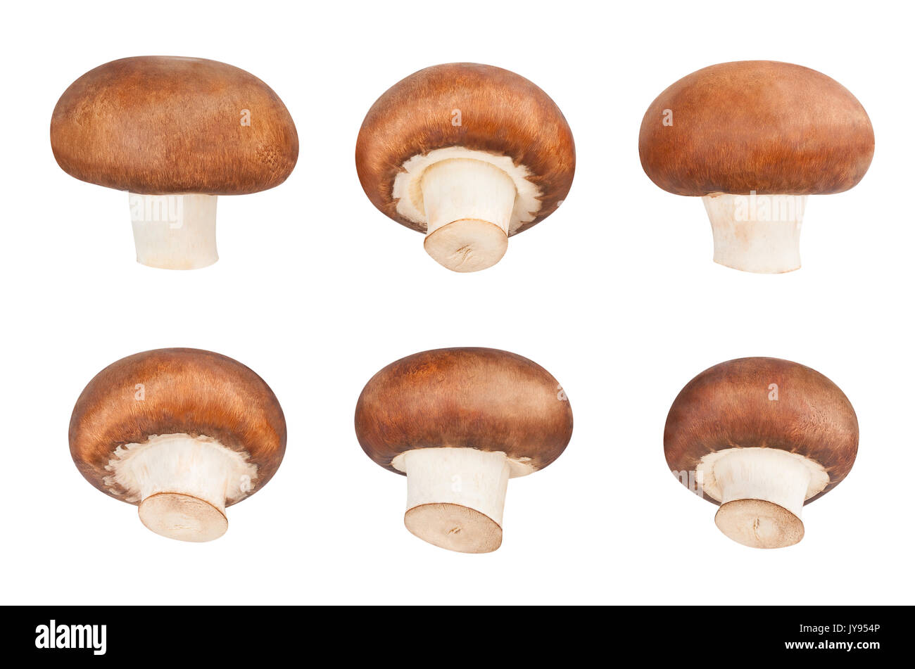 brown mushrooms path isolated Stock Photo