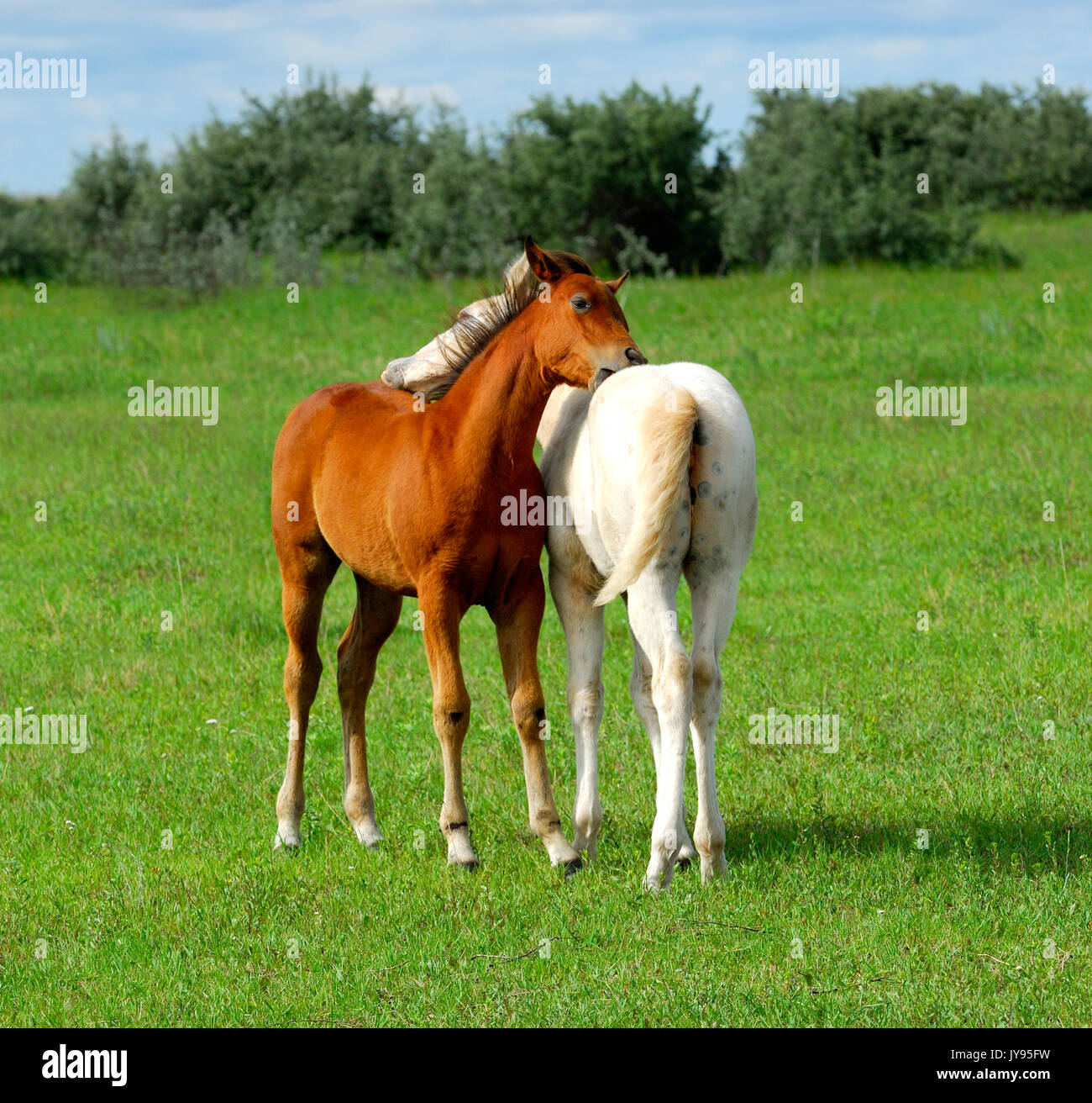 Two young horses grooming each other in pasture Stock Photo Alamy