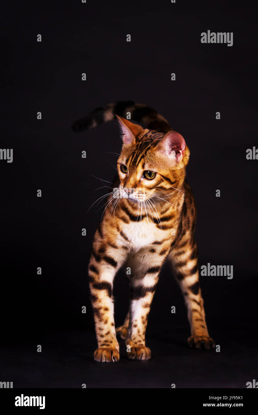 Young bengal cat in action on black background Stock Photo - Alamy