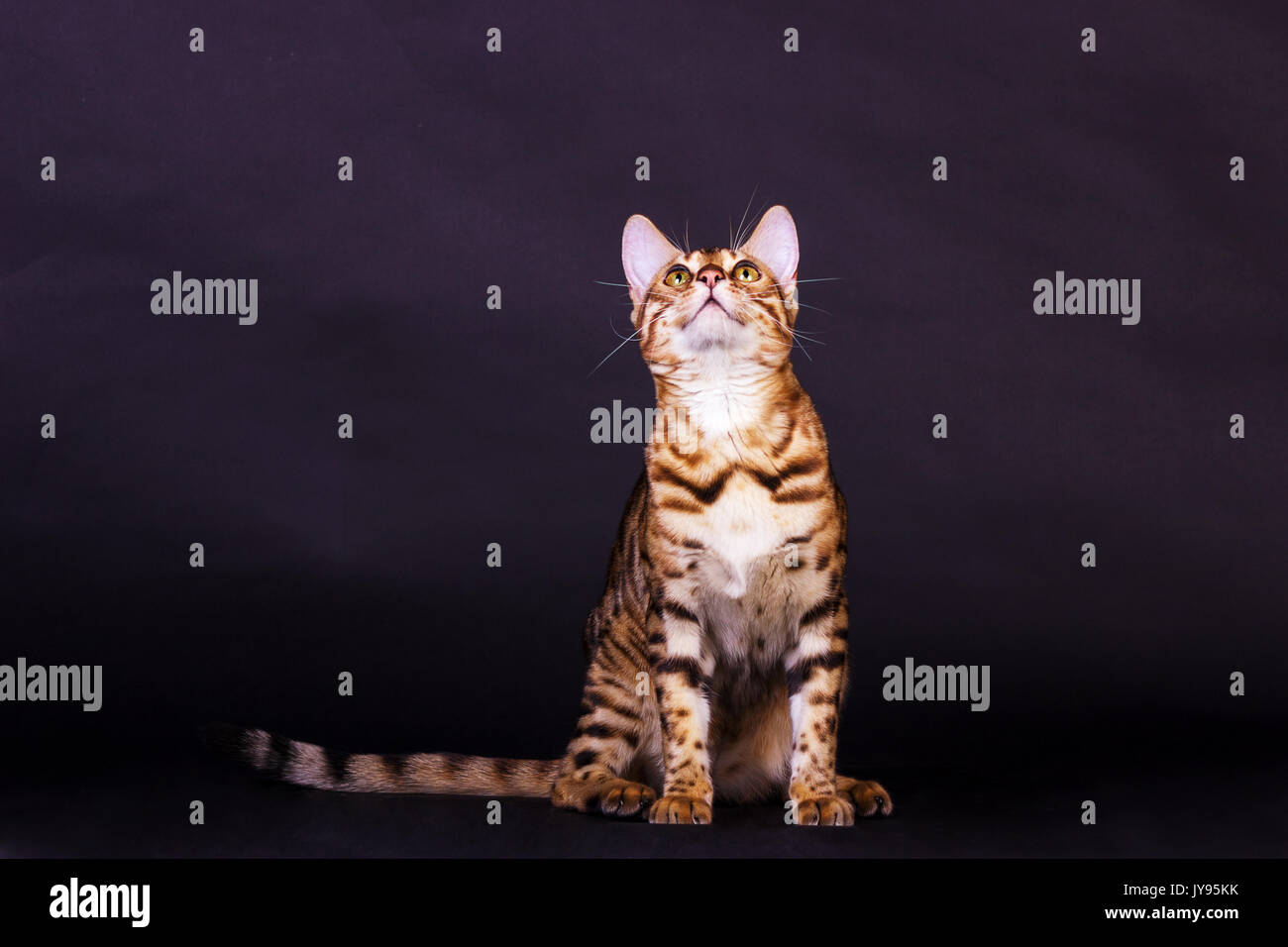 Young bengal cat in action on black background Stock Photo - Alamy