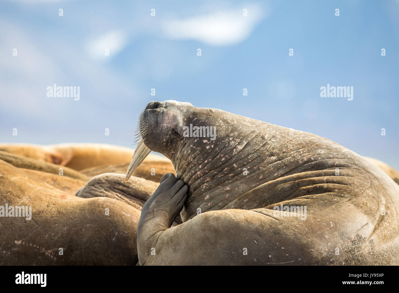 Walrus scratching himself, while resting in a group of walruses on Prins Karls Forland, Svalbard Stock Photo
