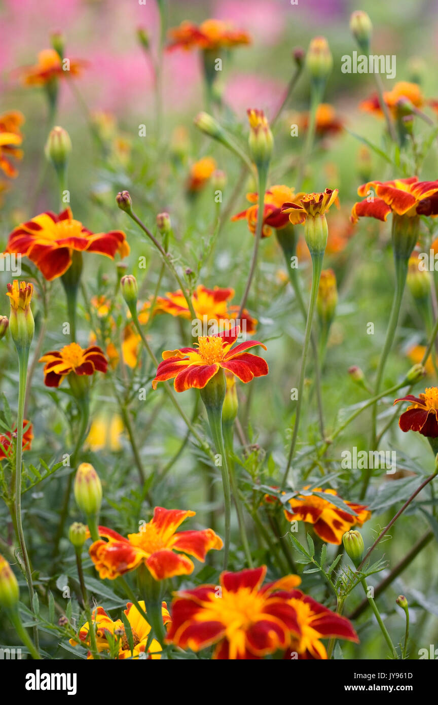 Tagetes patula. French marigolds in the garden. Stock Photo