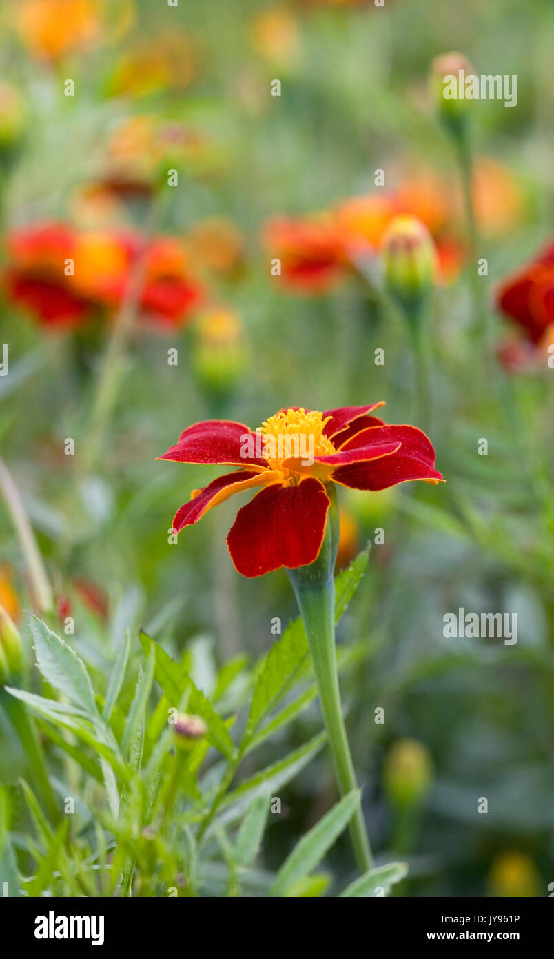 Tagetes patula. French marigolds in the garden. Stock Photo