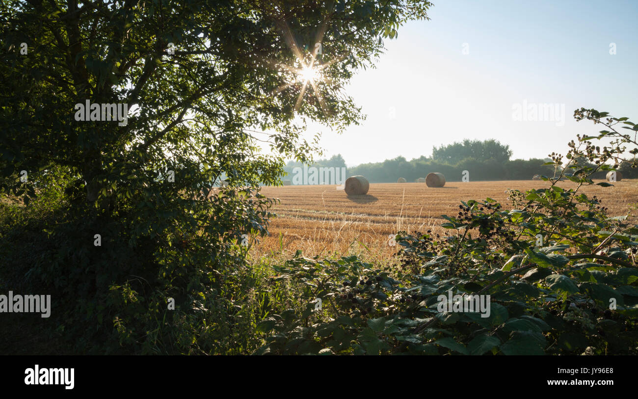 A hedgerow of ripening wild blackberries with round straw bales in the background near Ravensthorpe in Northamptonshire, England Stock Photo