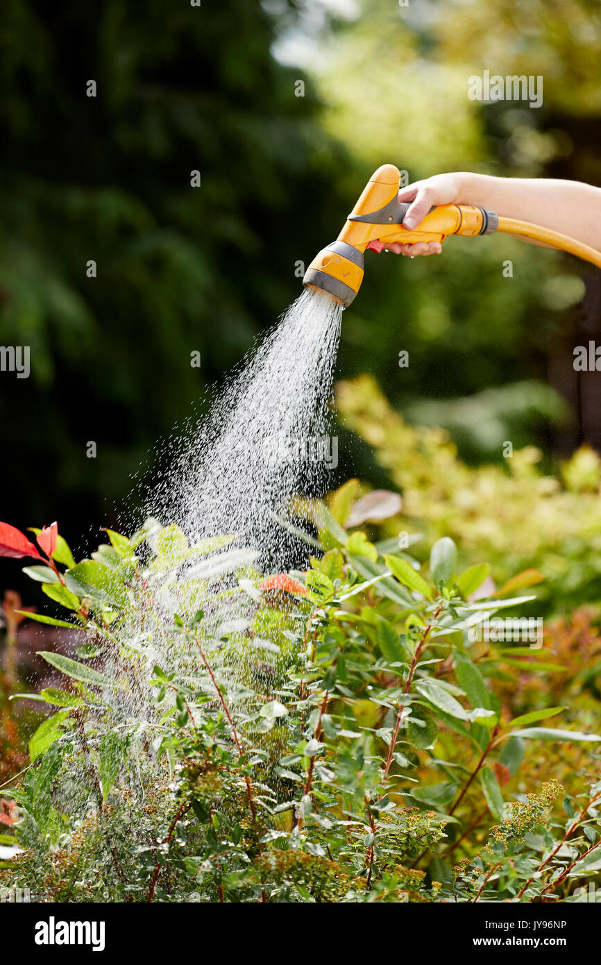 Woman watering plants in the garden Stock Photo