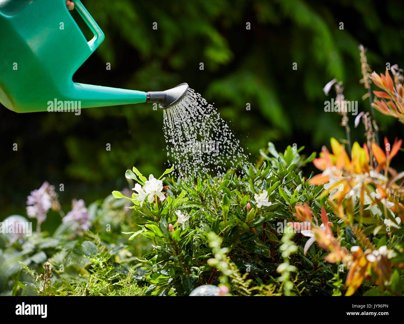 Woman watering plants in the garden Stock Photo