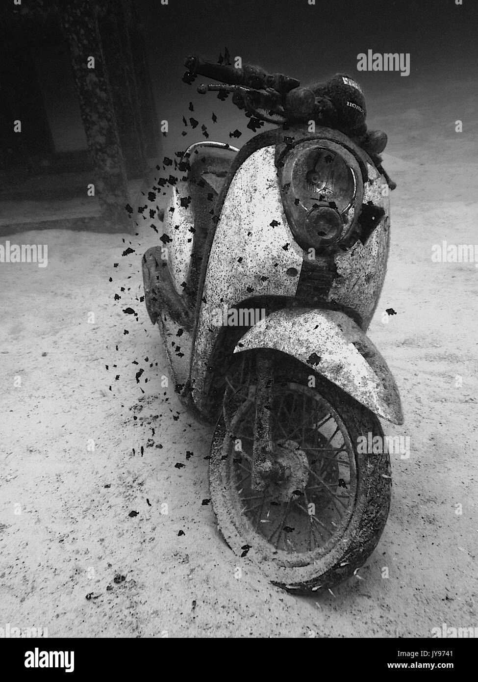 Fish underwater coral reef tropical Black and White Stock Photos ...