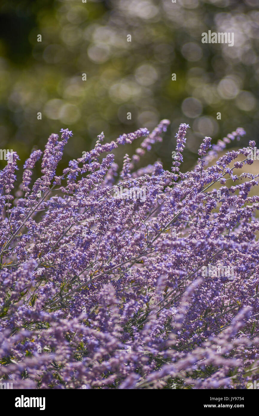 Perovskia atriplicifolia Russian sage blooming Stock Photo Alamy