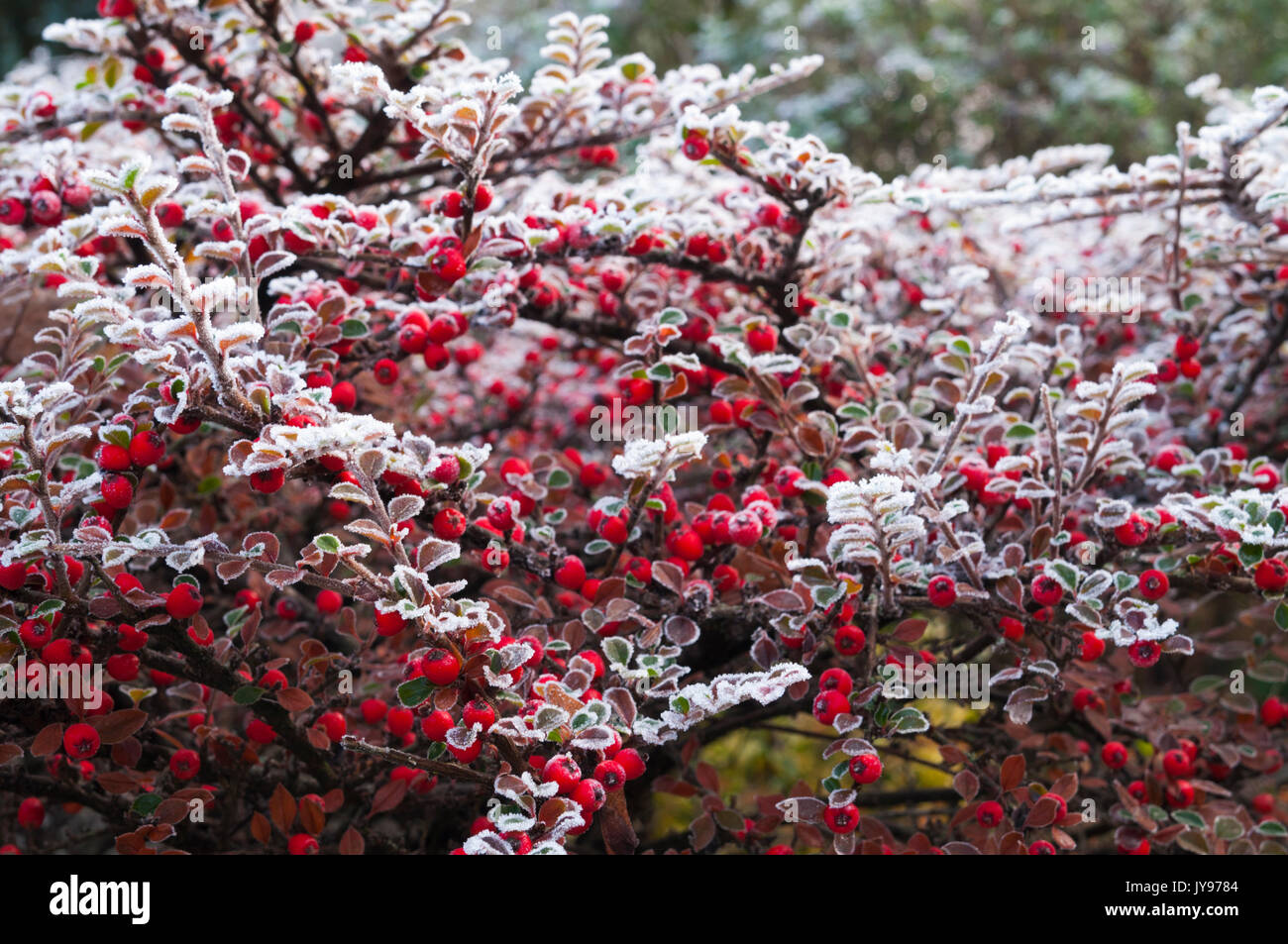 Bright red cotoneaster berries and delicate leaves coated in hoar frost on a cold December morning in a British garden. Stock Photo