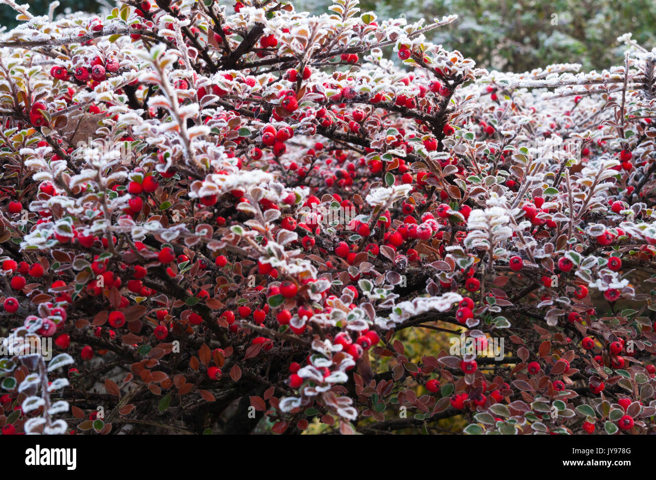 Bright red cotoneaster berries and delicate leaves coated in hoar frost on a cold December morning in a British garden. Stock Photo