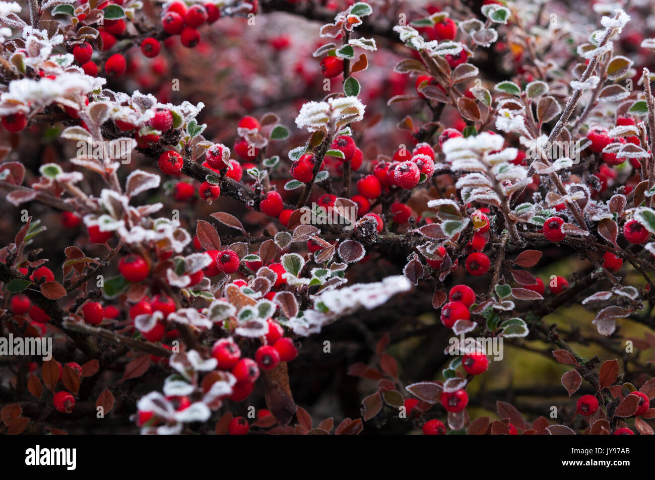 Bright red cotoneaster berries and delicate leaves coated in hoar frost on a cold December morning in an English suburban garden. Stock Photo