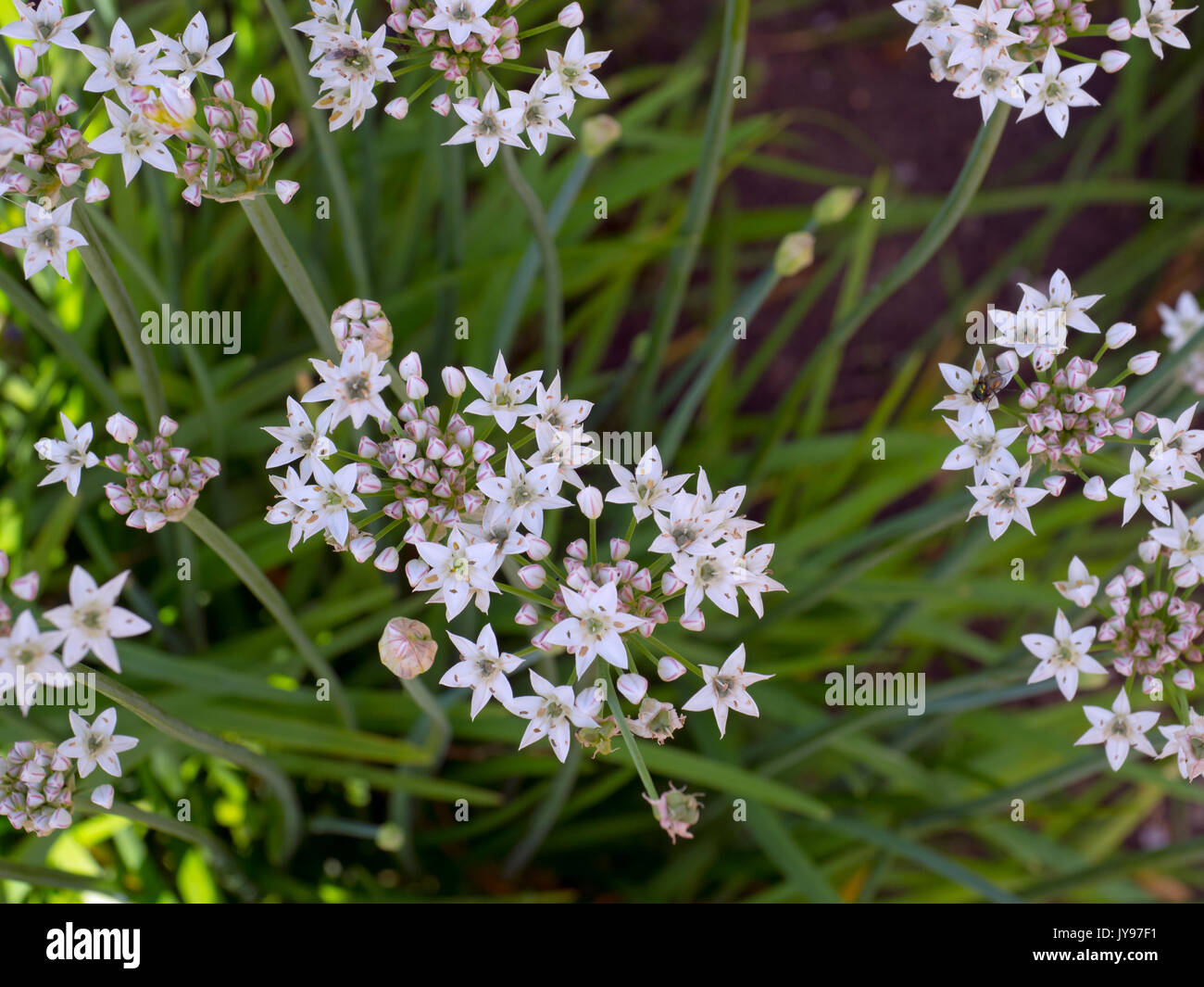 Garlic Chives Allium tuberosum in herb garden Stock Photo Alamy