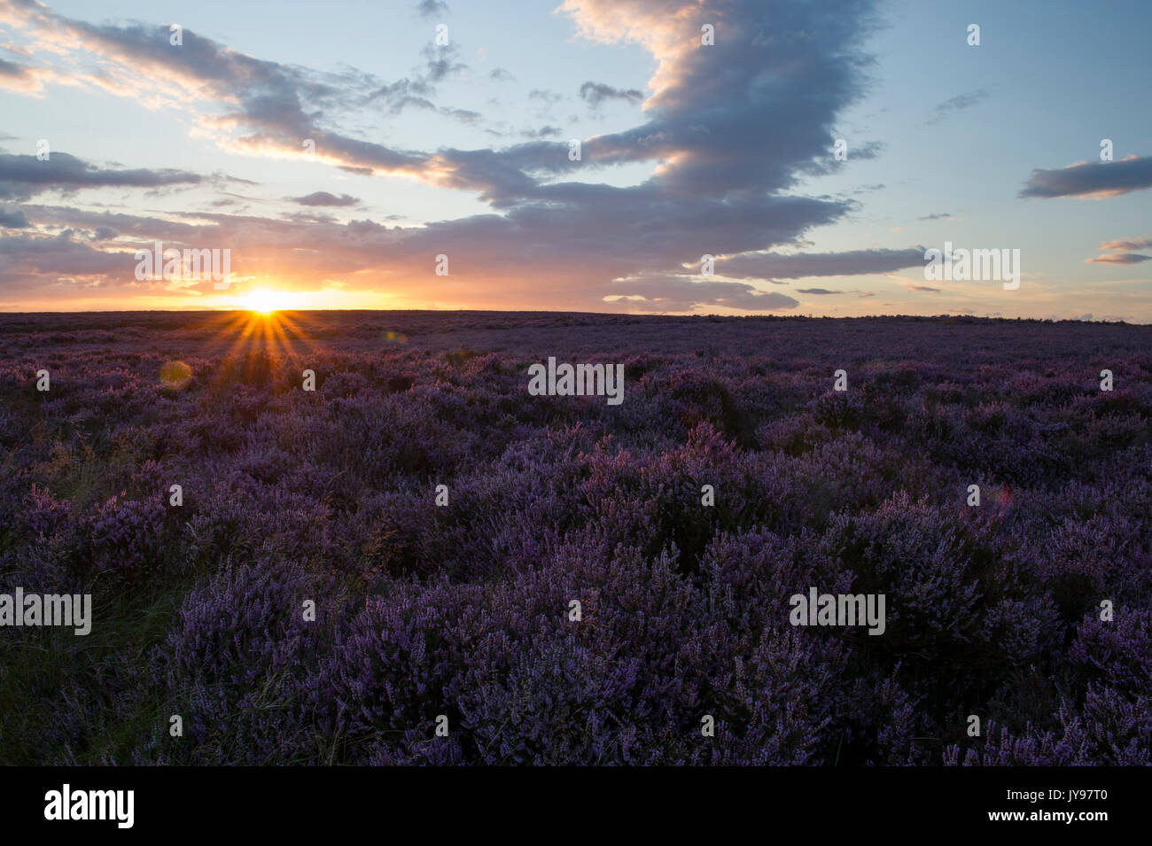 A beautiful sunset over the landscape of purple Heather (Calluna vulgaris) near the Hole Of Horcum in the North Yorkshire Moors National Park Stock Photo