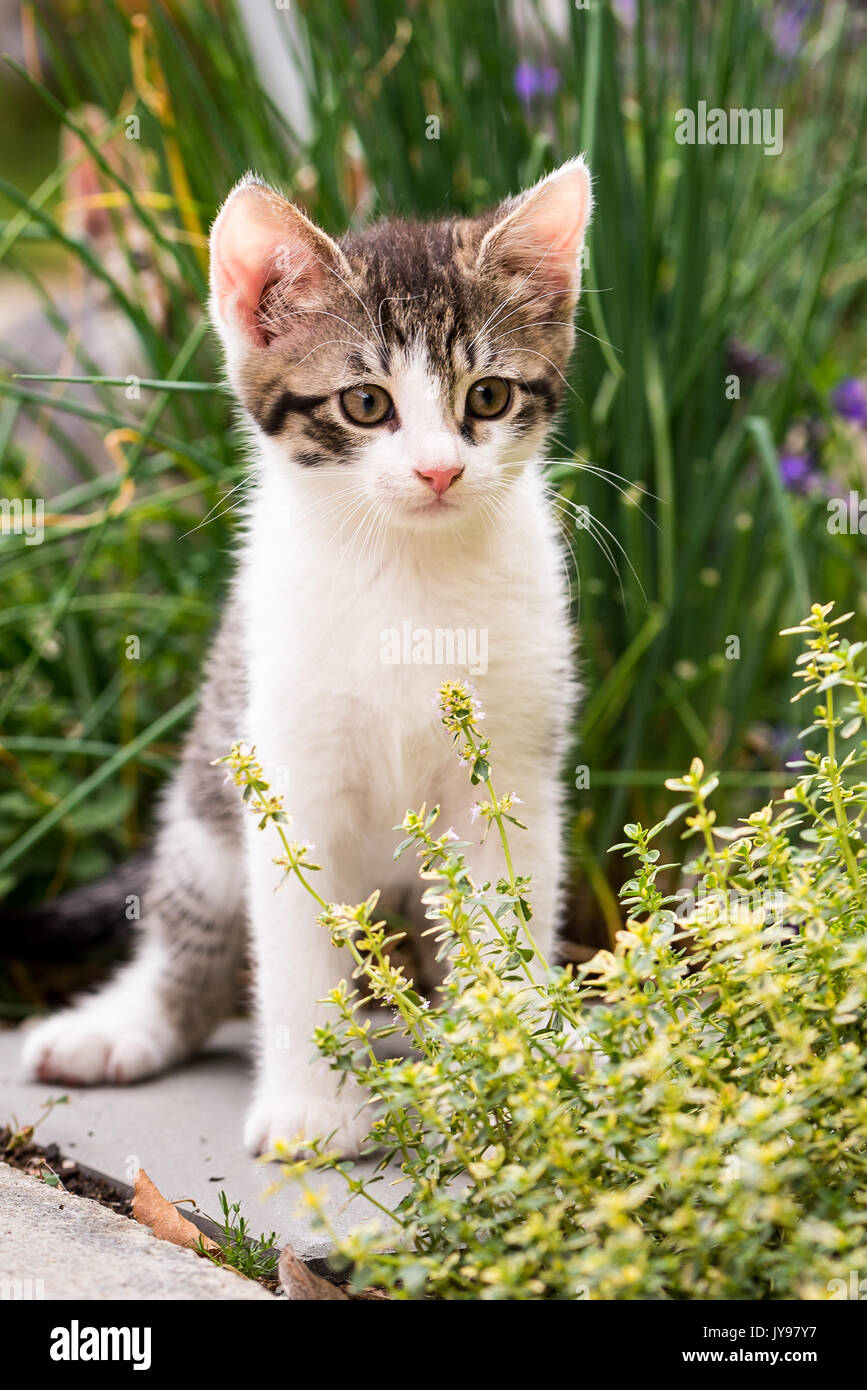 Vertical photo of few weeks old kitten. The cat has white fur with tabby spots on head and back