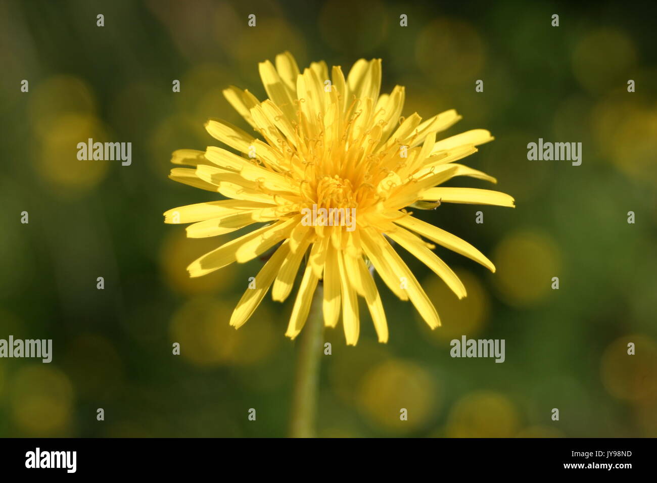 Weeds That Flower High Resolution Stock Photography and Images - Alamy