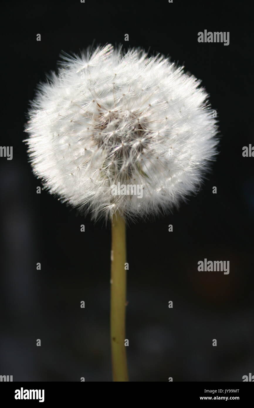 garden weeds, Dandelion, clock Stock Photo Alamy