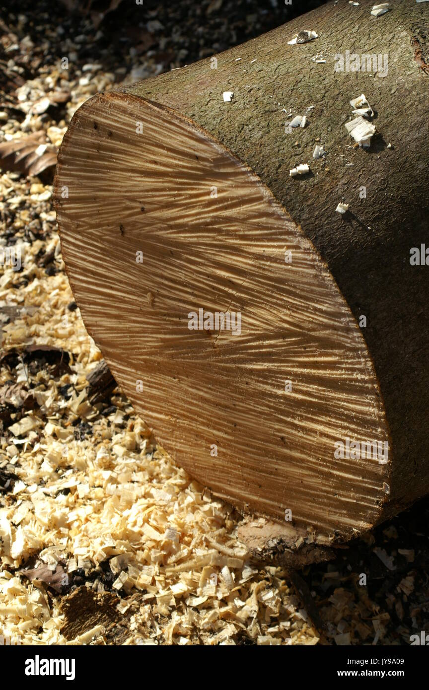 dalby forest national park, yorkshire Stock Photo - Alamy